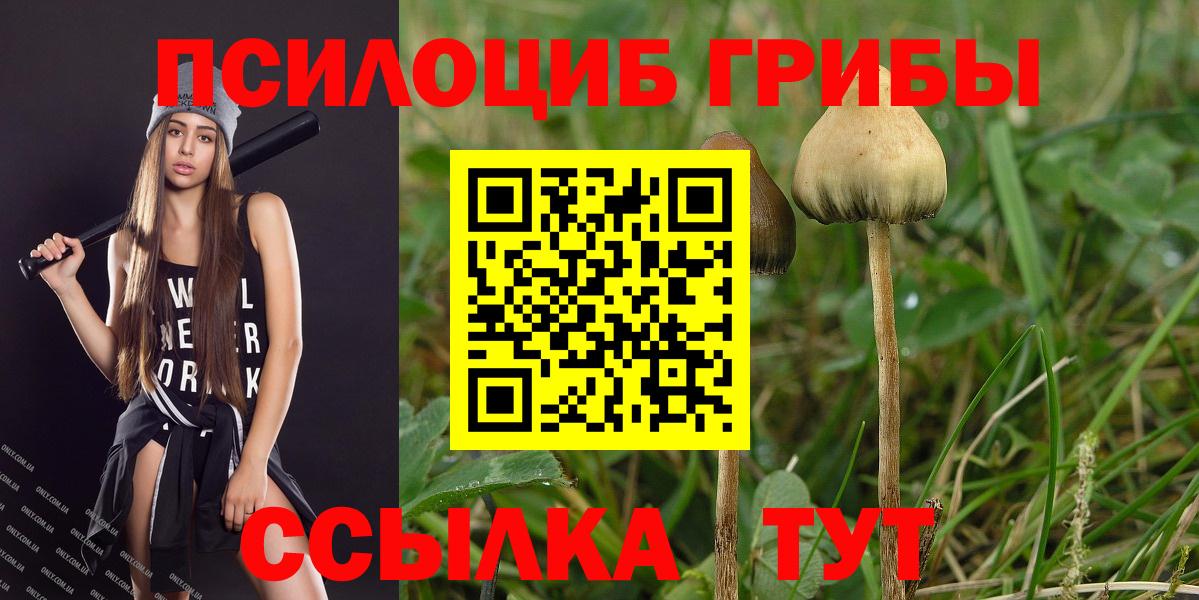 Галлюциногенные грибы Psilocybine cubensis Орёл